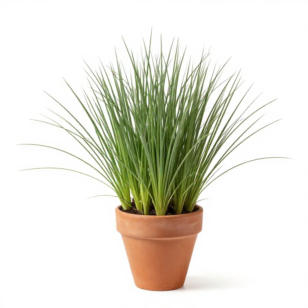 Downy brome isolated on a white background