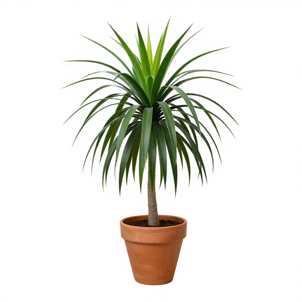 Dracaena isolated on a white background