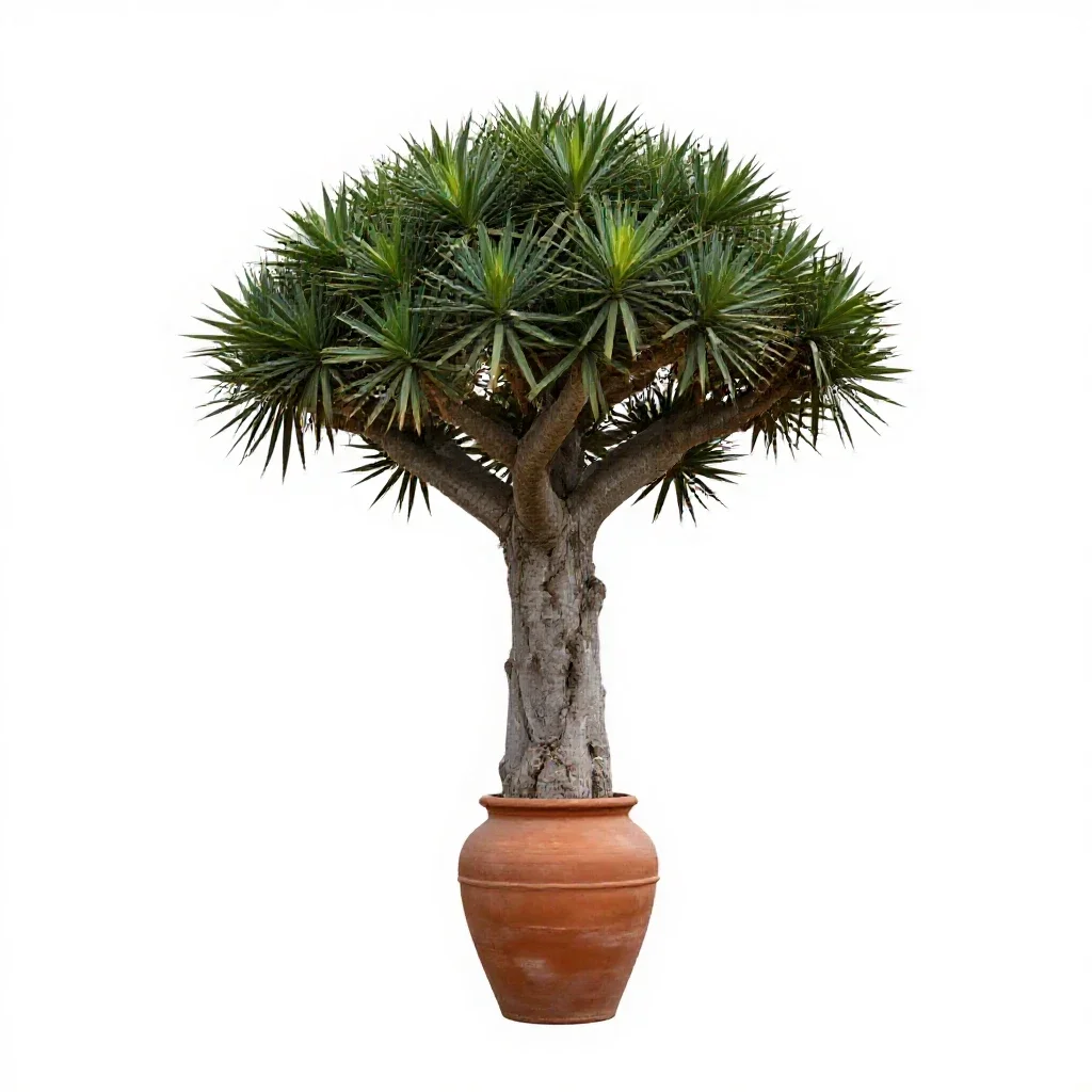 Dragon tree isolated on a white background