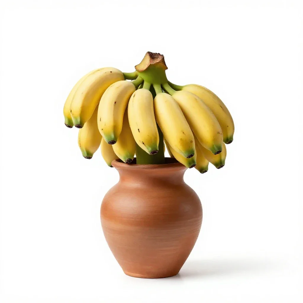 Dwarf banana isolated on a white background