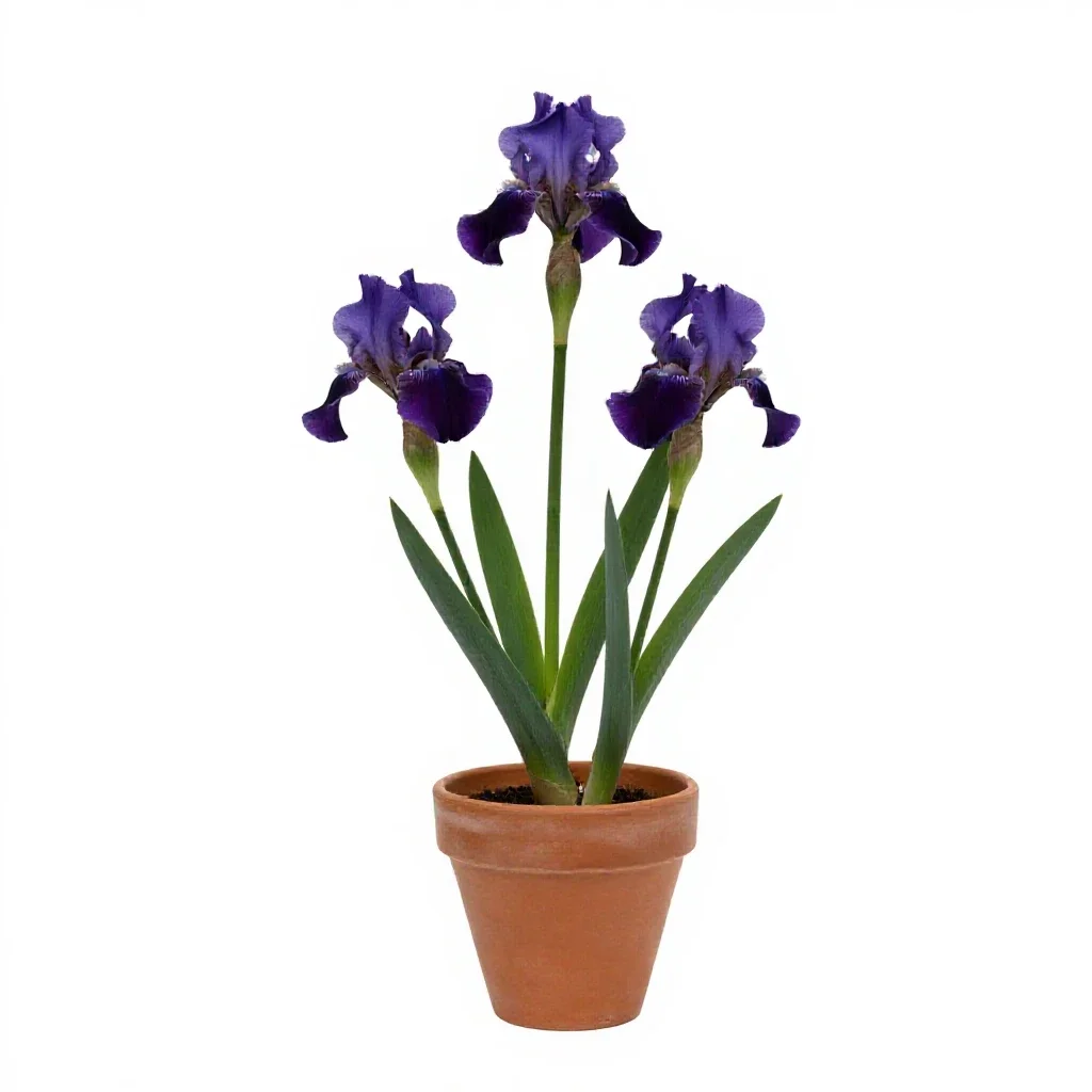 Dwarf iris isolated on a white background