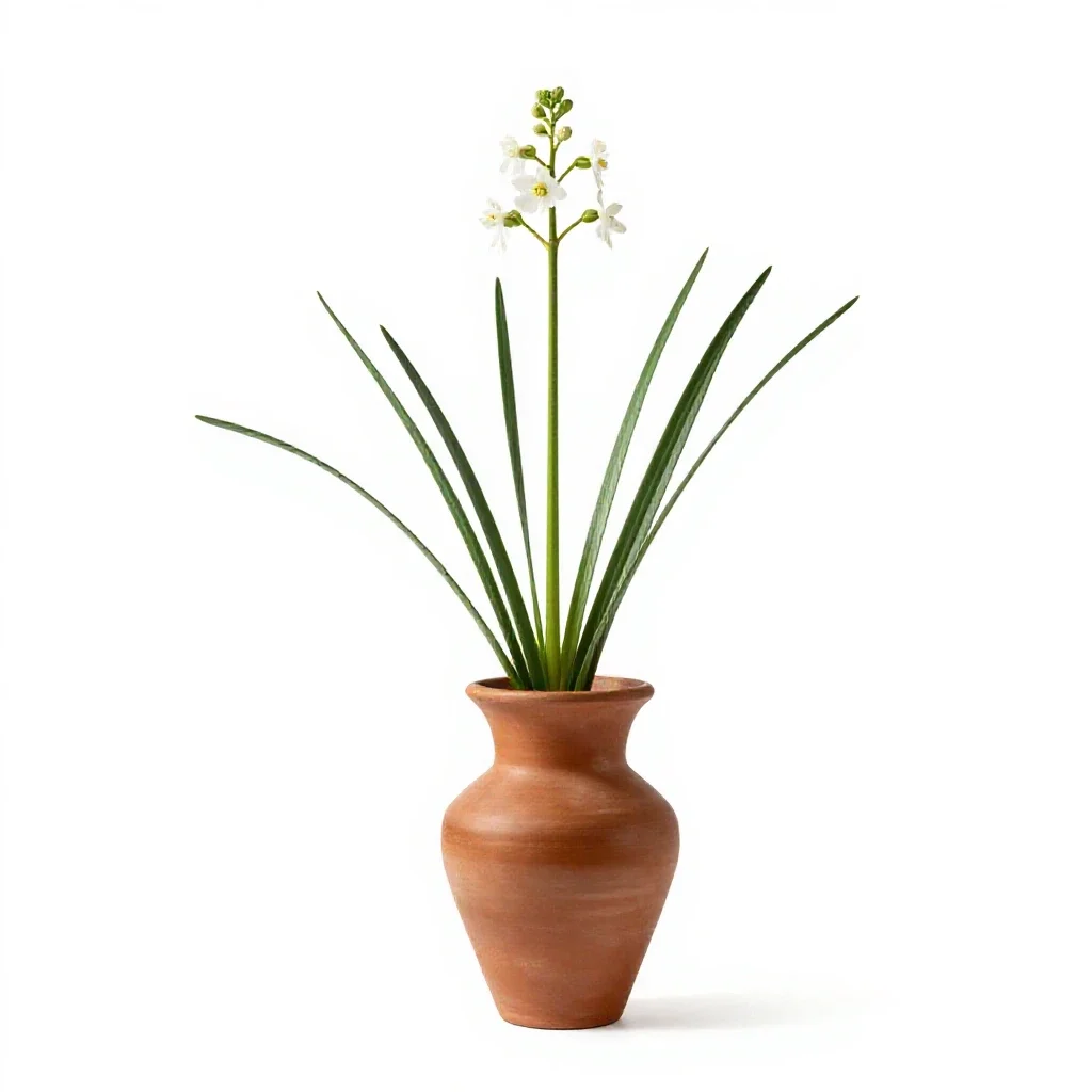 False asphodel isolated on a white background