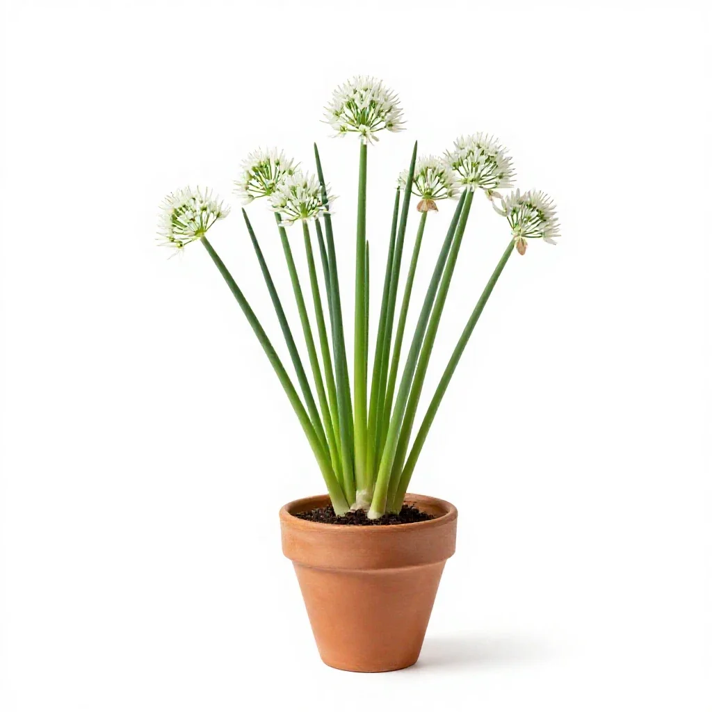 Few-flowered leek isolated on a white background