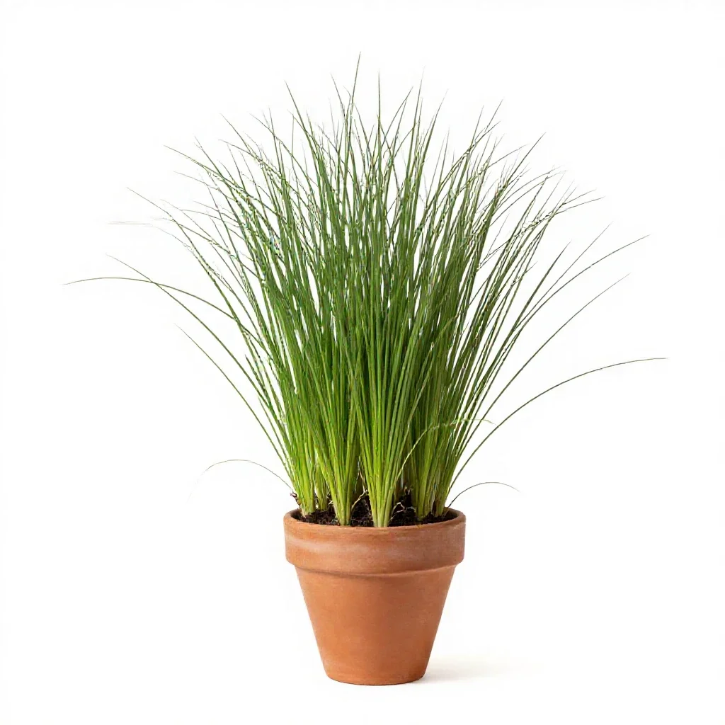 Field brome isolated on a white background