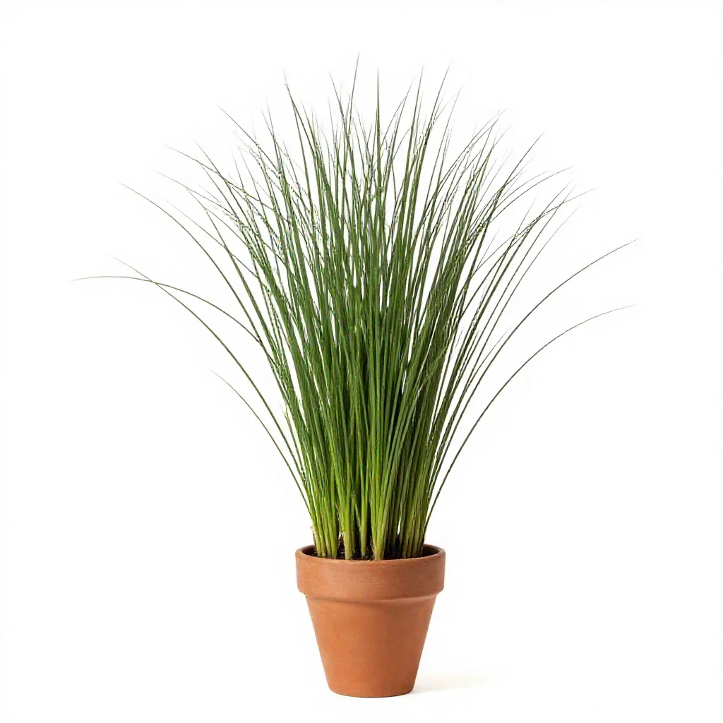 Finger grass isolated on a white background