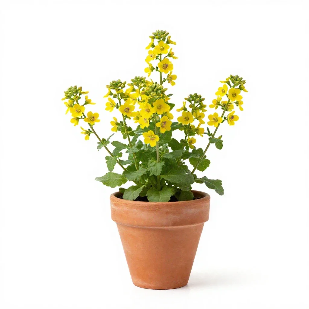 Flower-of-an-hour isolated on a white background
