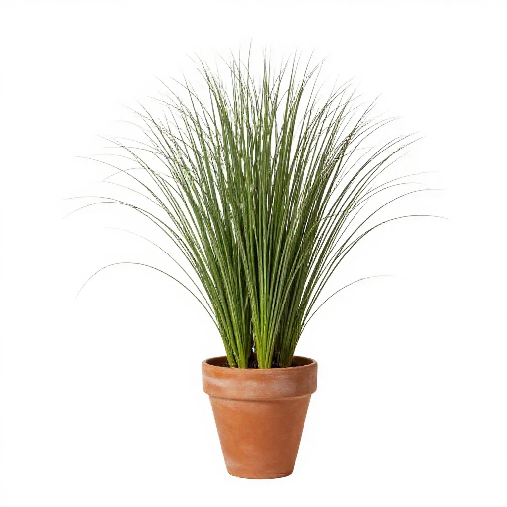 Fountain grass isolated on a white background