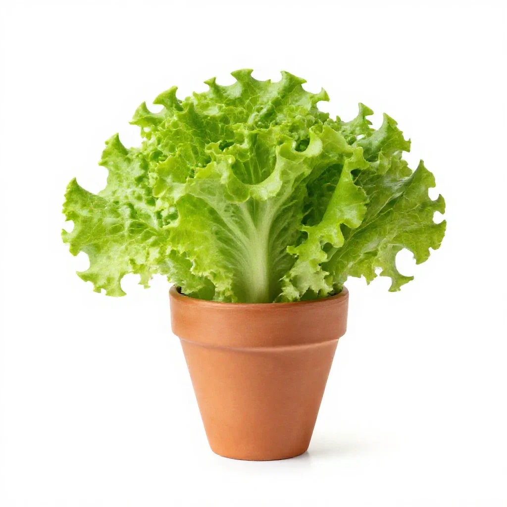 Garden lettuce isolated on a white background