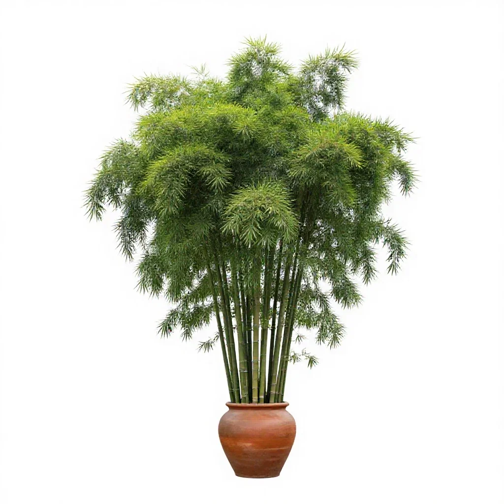 Giant bamboo isolated on a white background