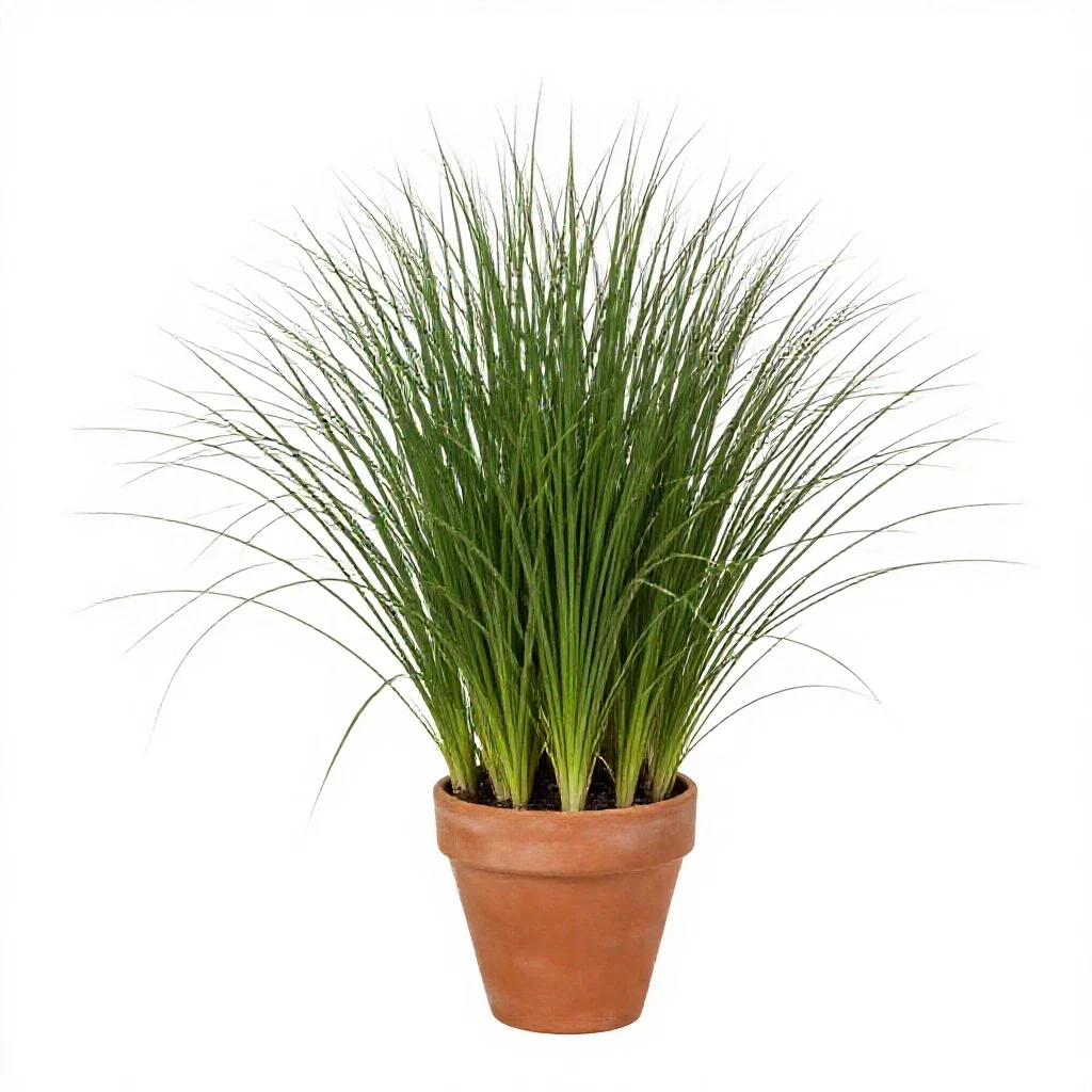 Giant ryegrass isolated on a white background