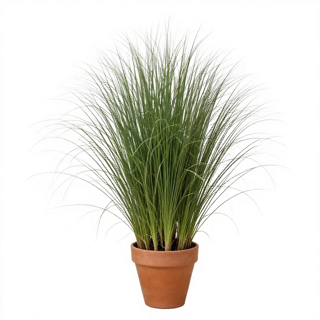 Giant star grass isolated on a white background
