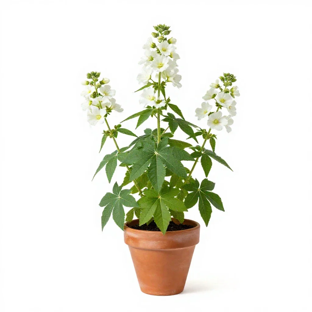 Glade mallow isolated on a white background