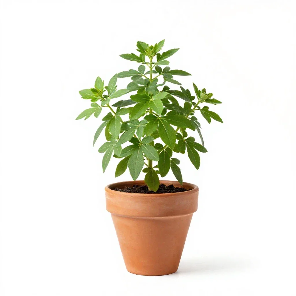 Globe mallow isolated on a white background