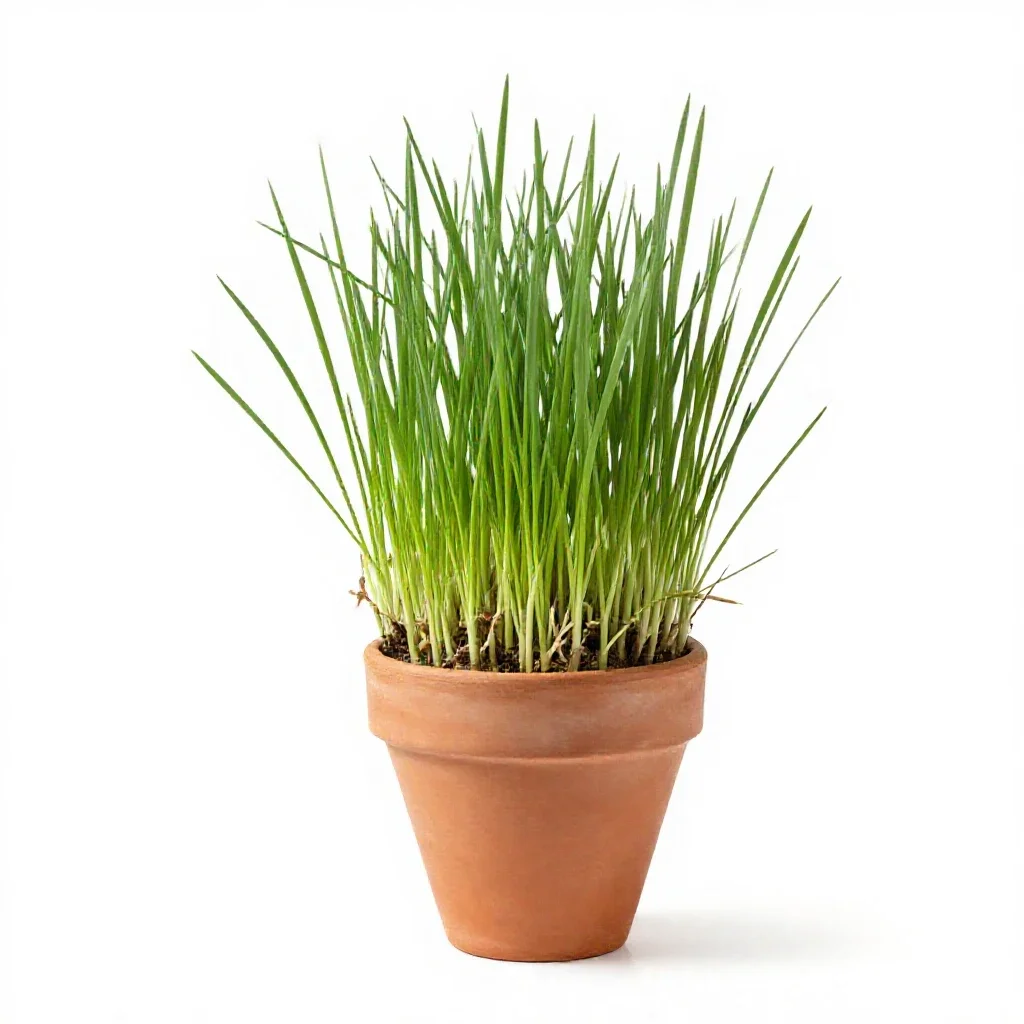 Goat grass isolated on a white background