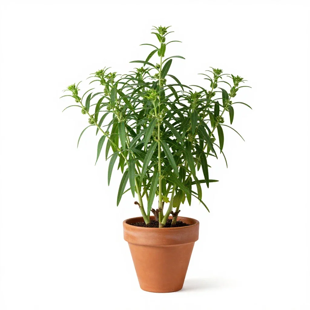 Gramineous plant isolated on a white background