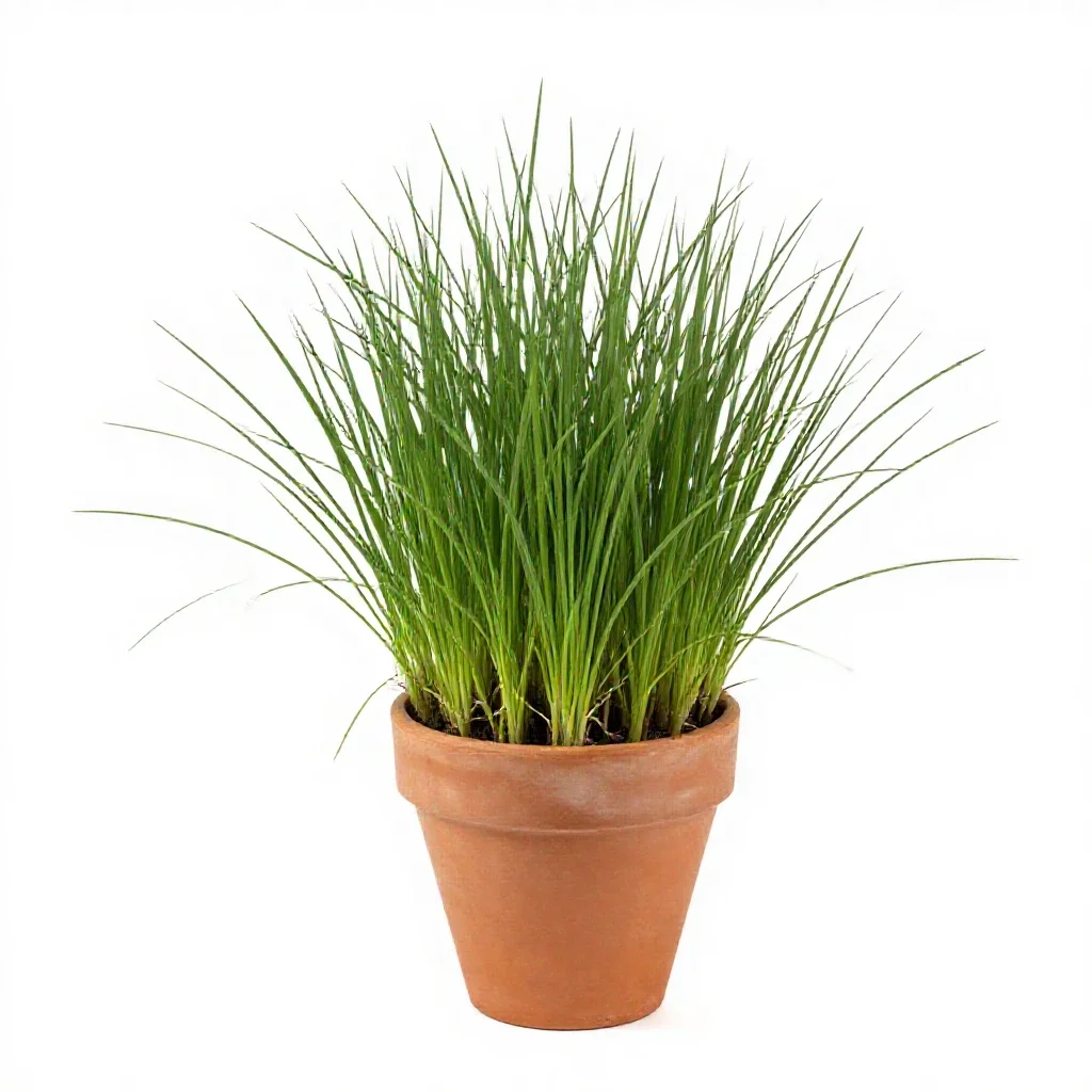 Grass isolated on a white background
