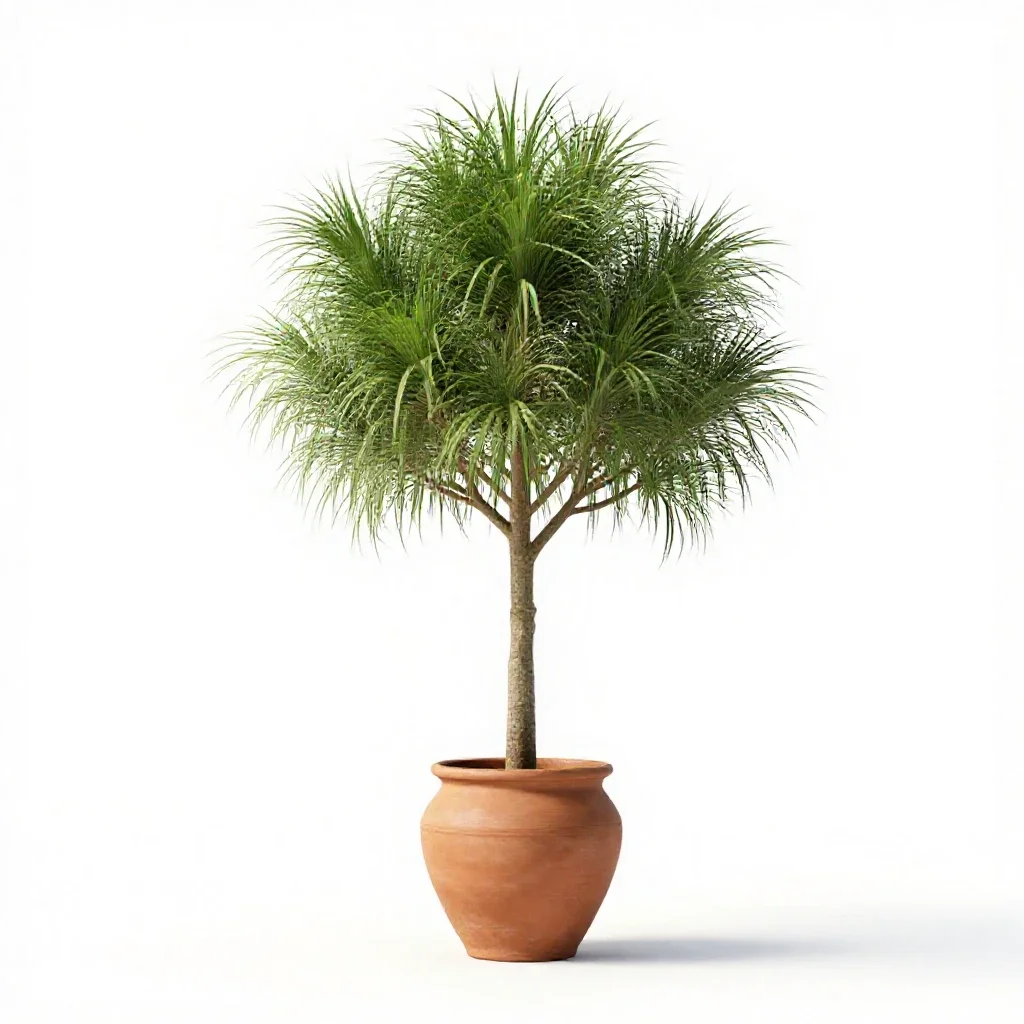 Grass tree isolated on a white background