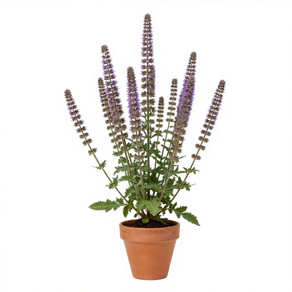 Great knapweed isolated on a white background