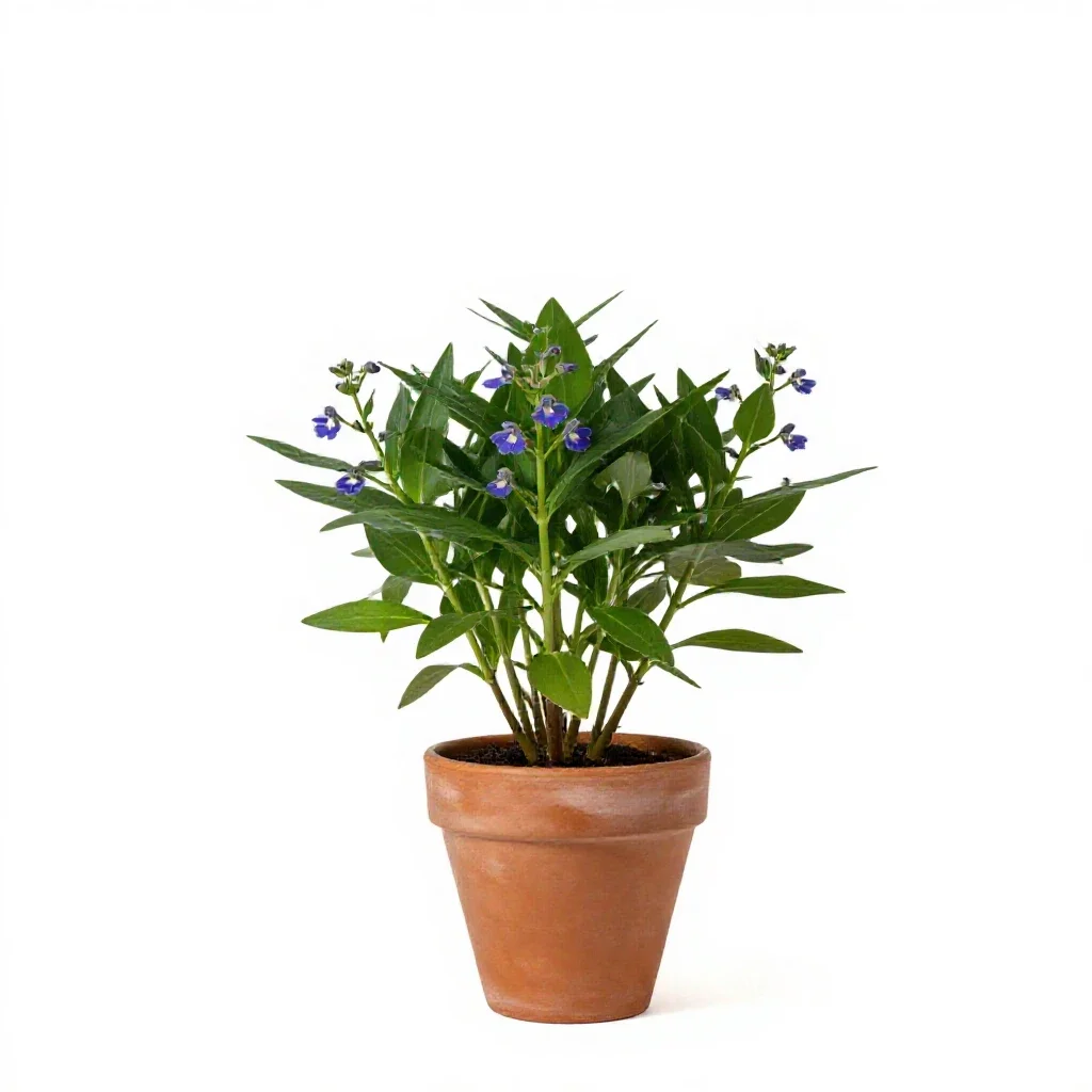 Great lobelia isolated on a white background