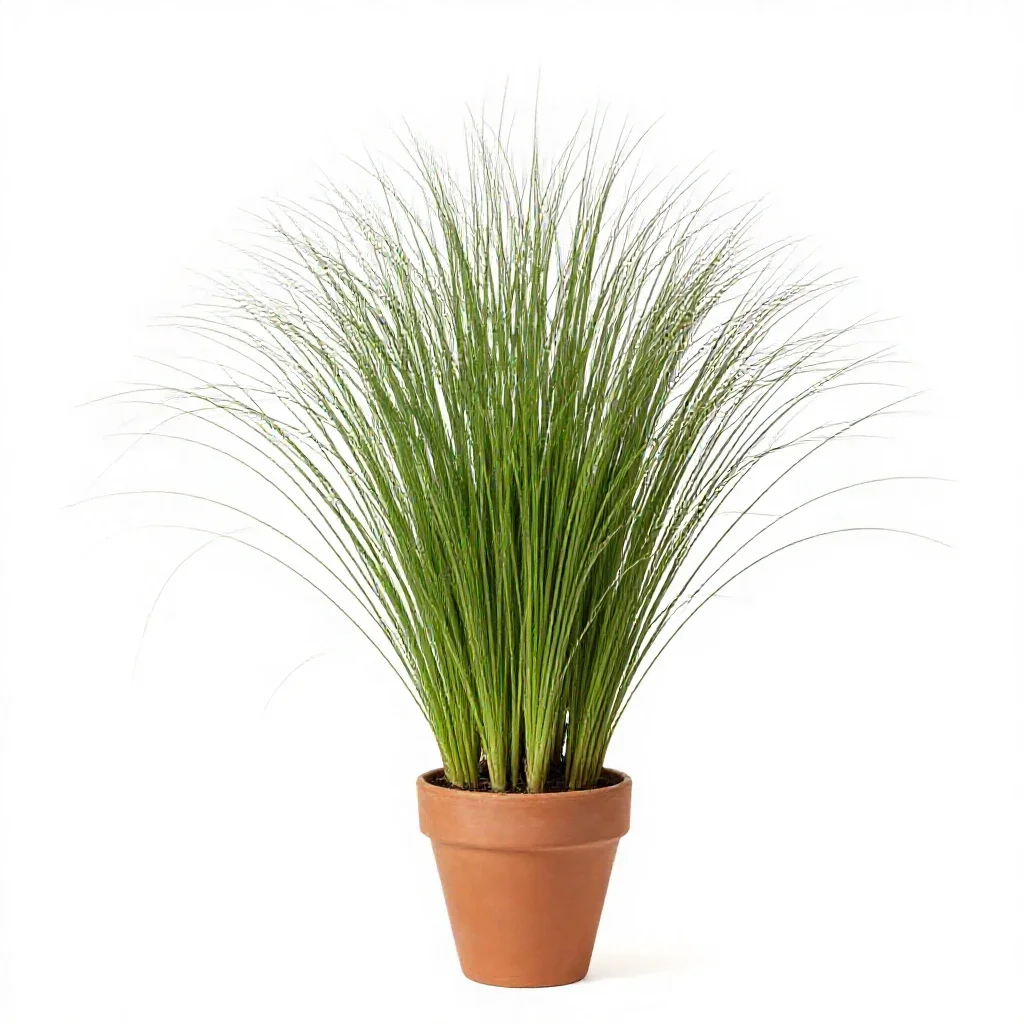 Green bristlegrass isolated on a white background