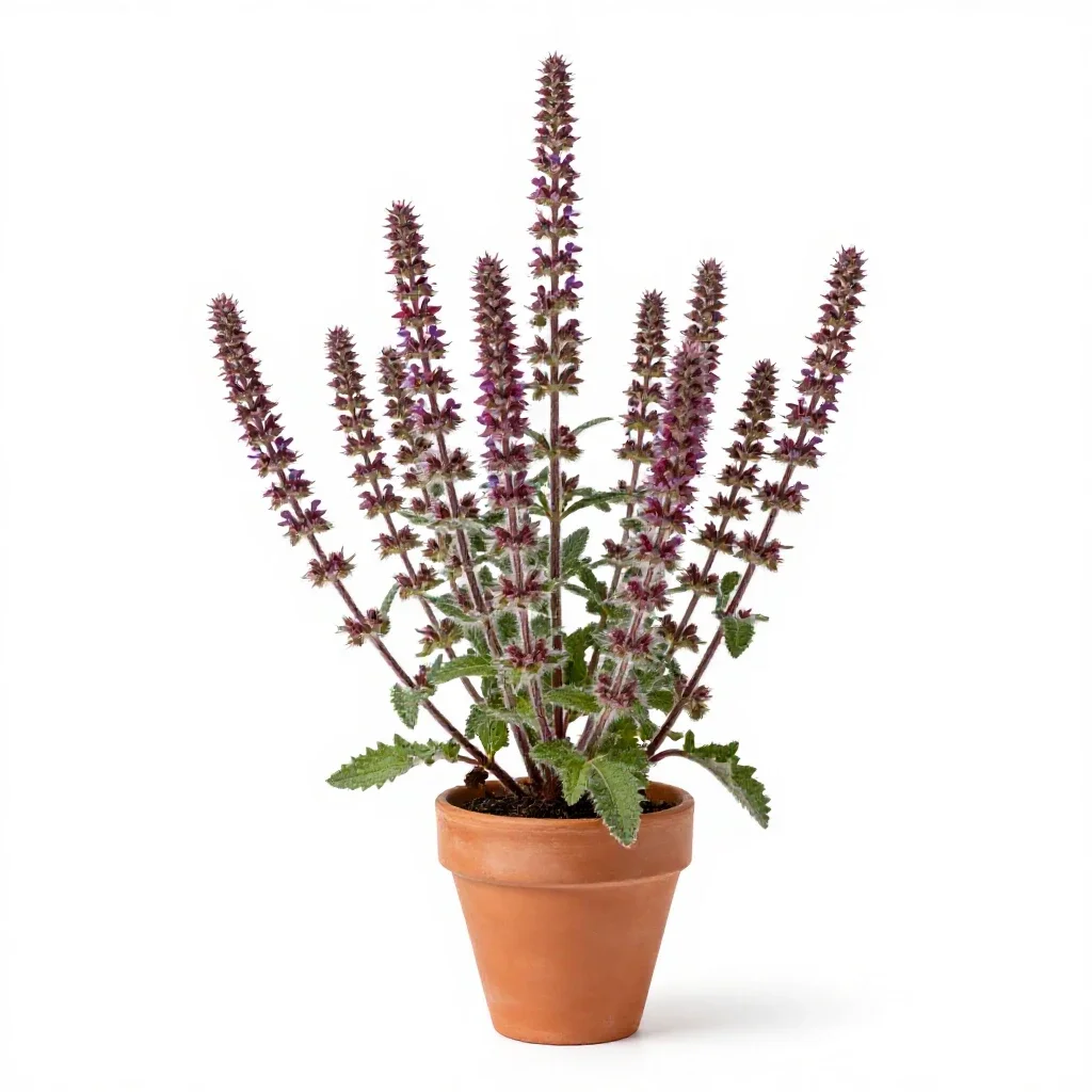 Hairy willowherb isolated on a white background