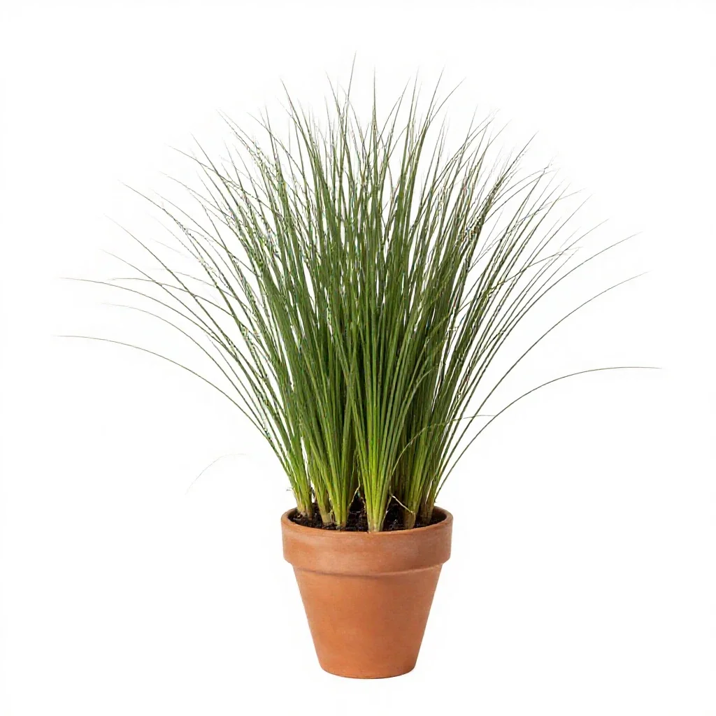 Hardinggrass isolated on a white background