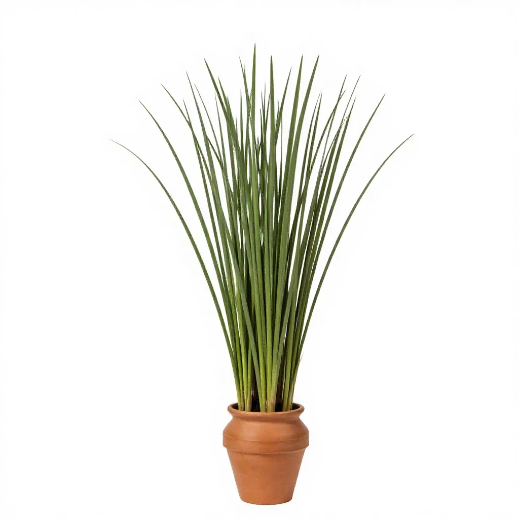 Hardstem bulrush isolated on a white background