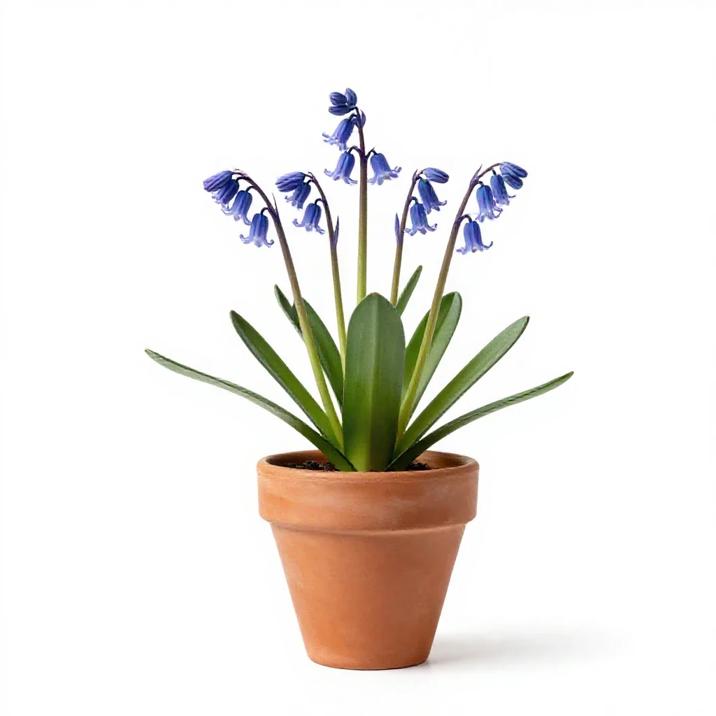 Harebell isolated on a white background