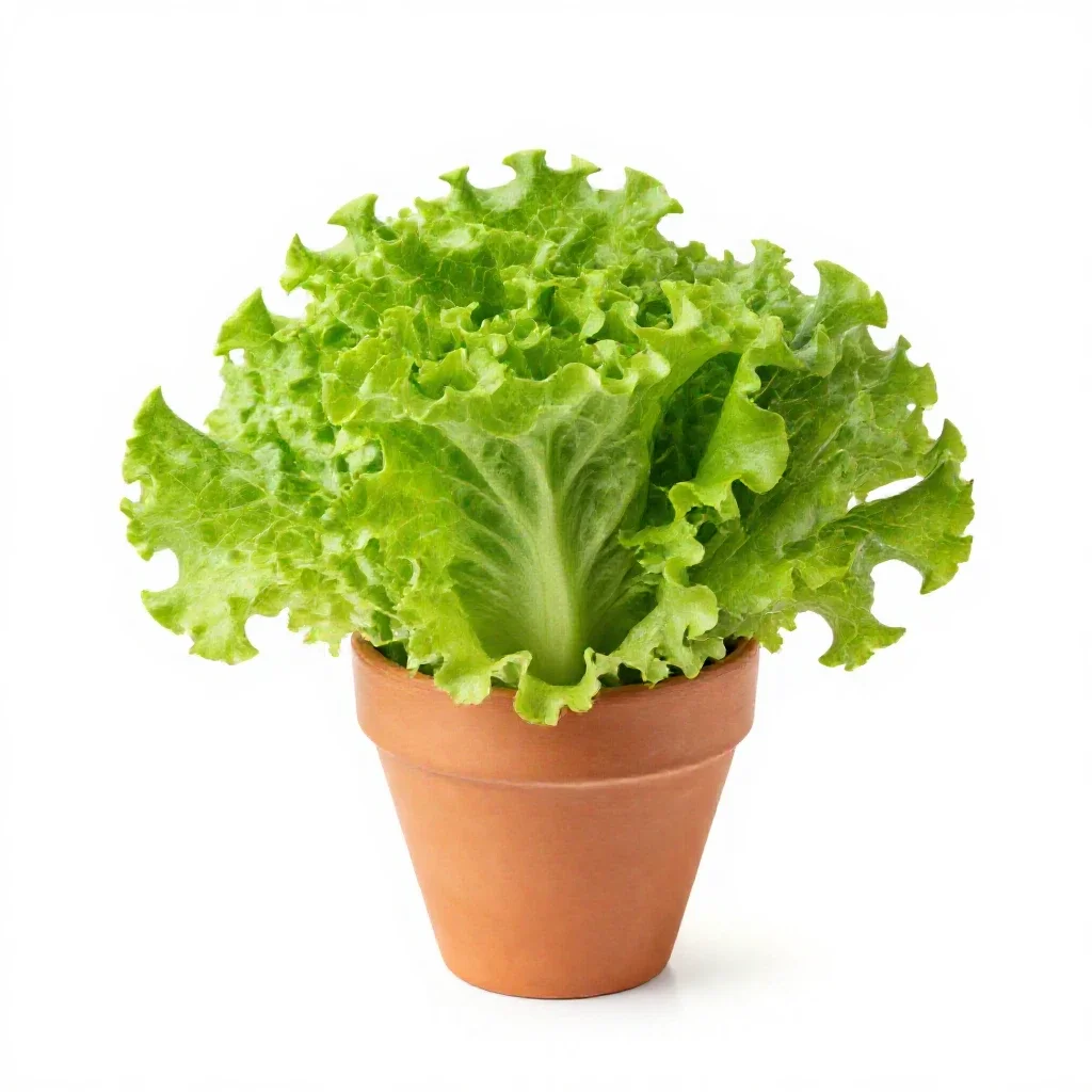 Head lettuce isolated on a white background