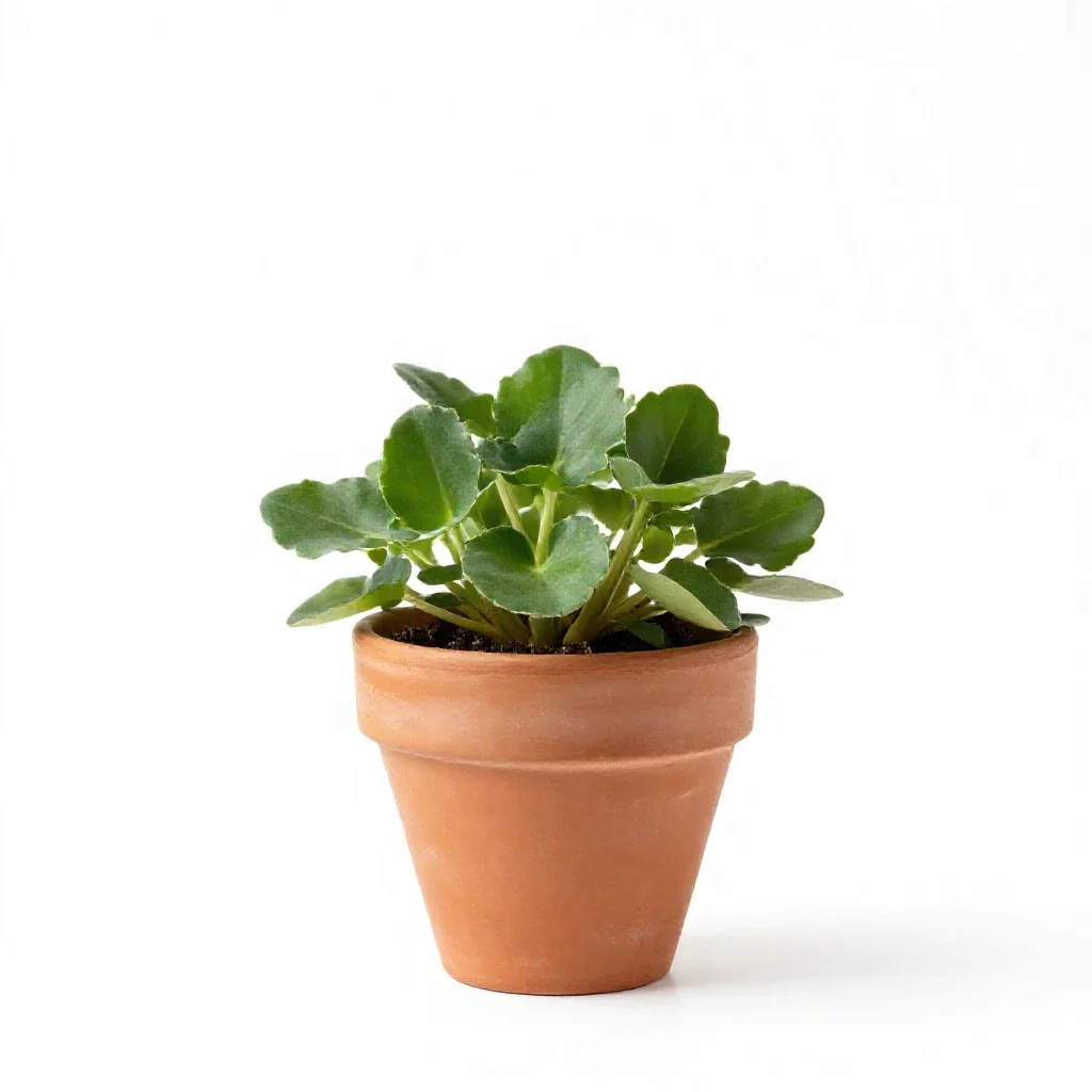 Hedge violet isolated on a white background
