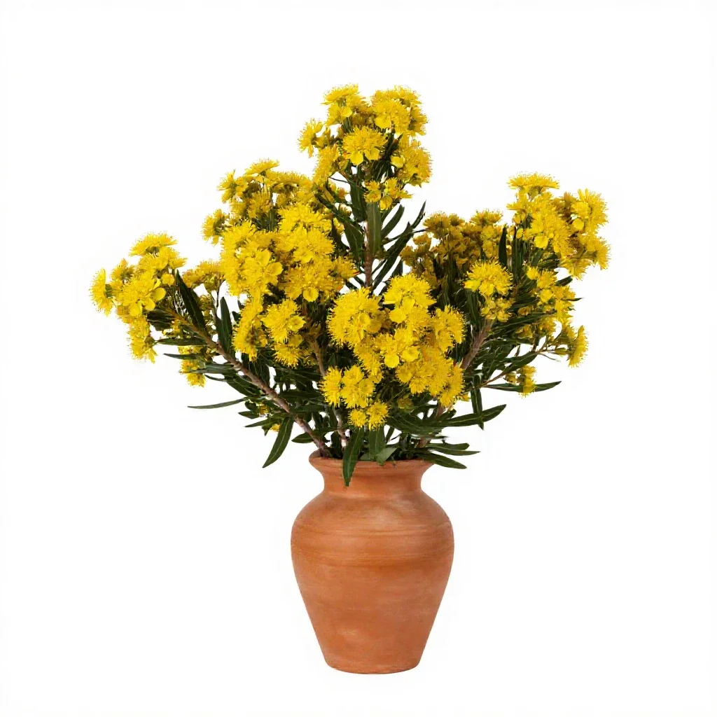 Honeyflower isolated on a white background