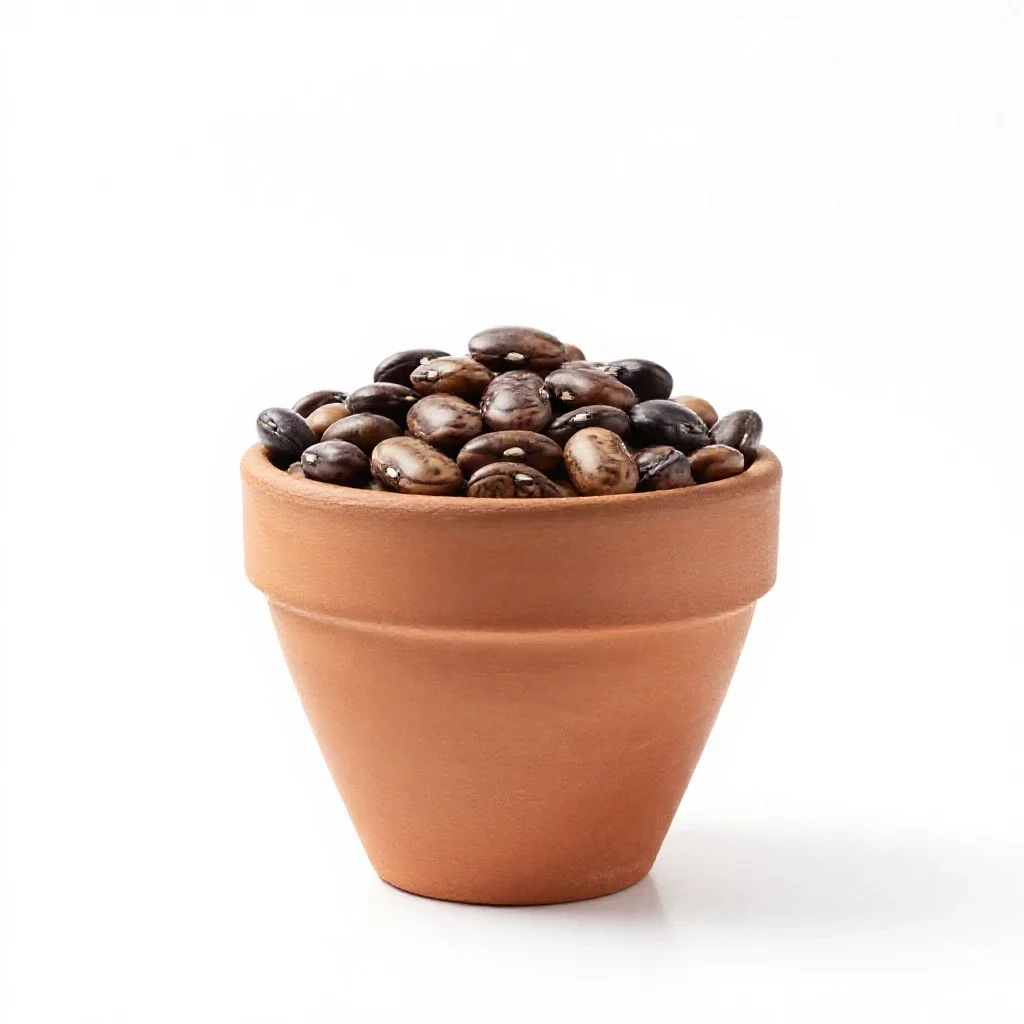 Jack bean isolated on a white background