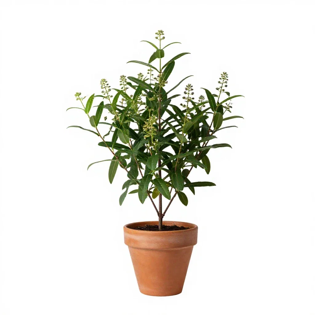 Kalmia isolated on a white background
