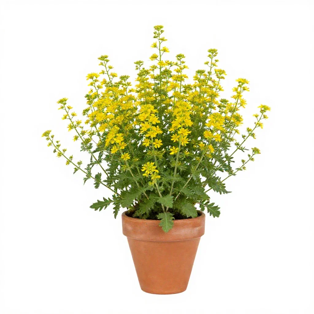Klammath weed isolated on a white background