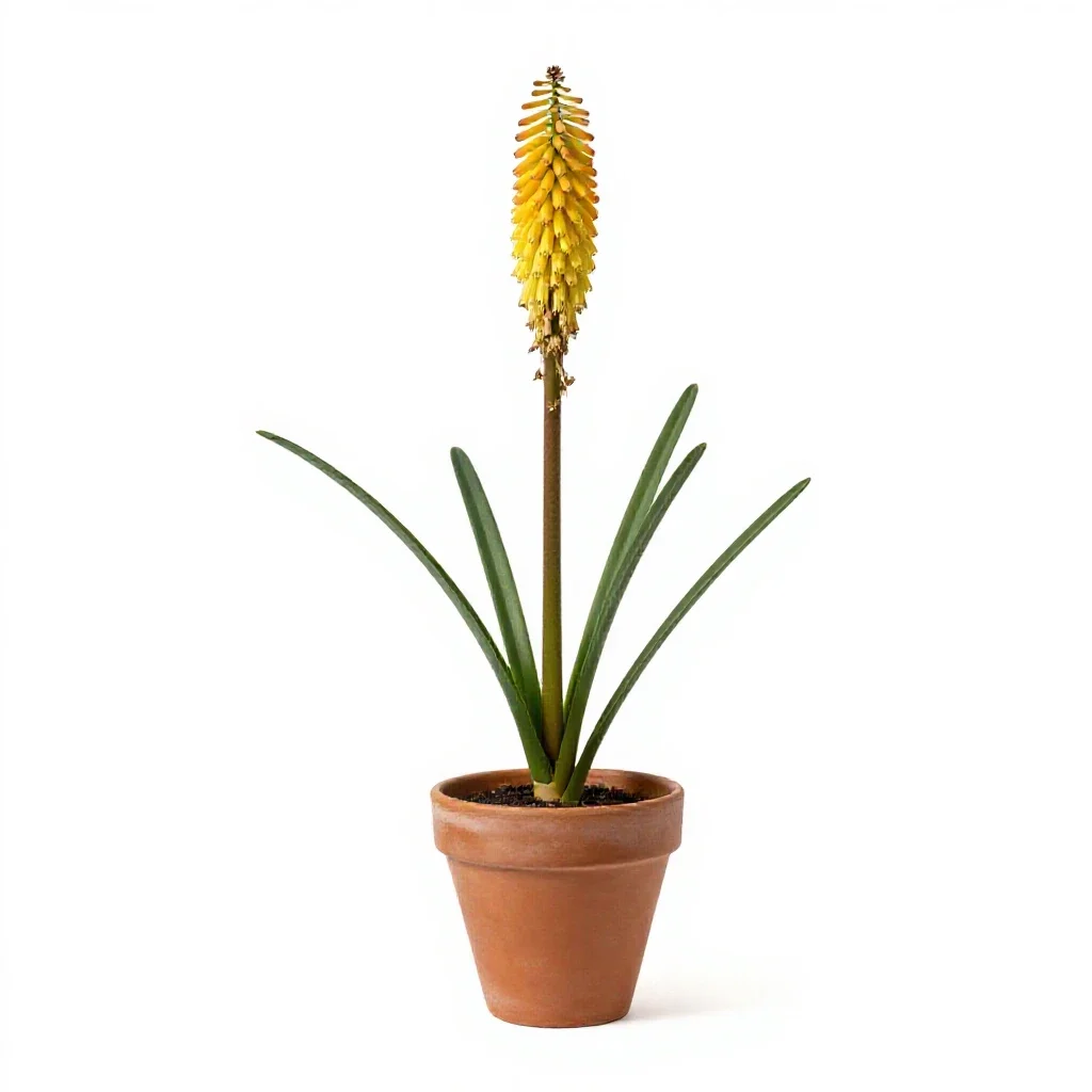 Kniphofia isolated on a white background
