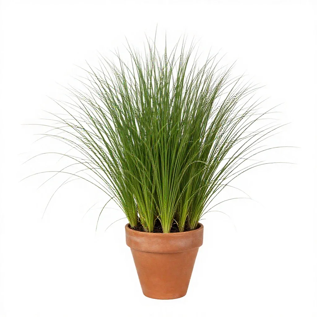 Large crabgrass isolated on a white background