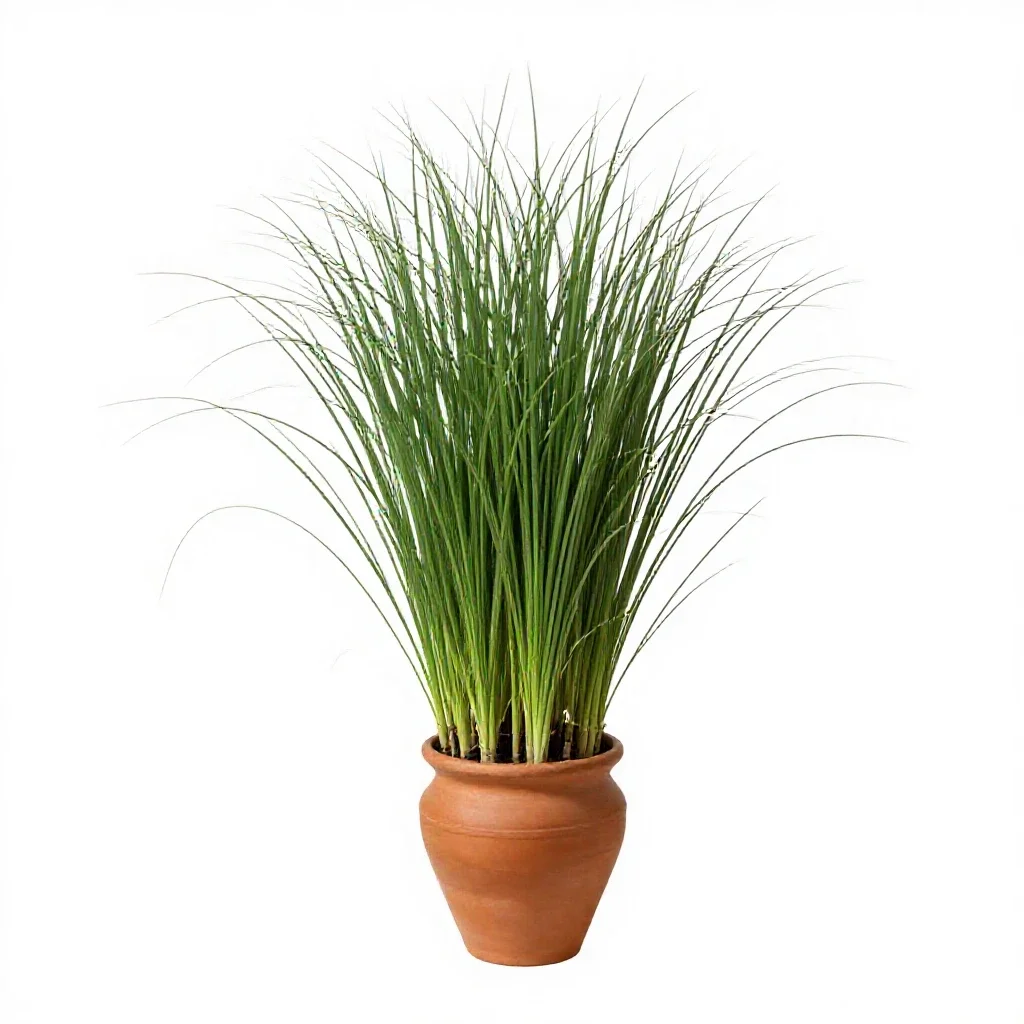 Lemongrass isolated on a white background