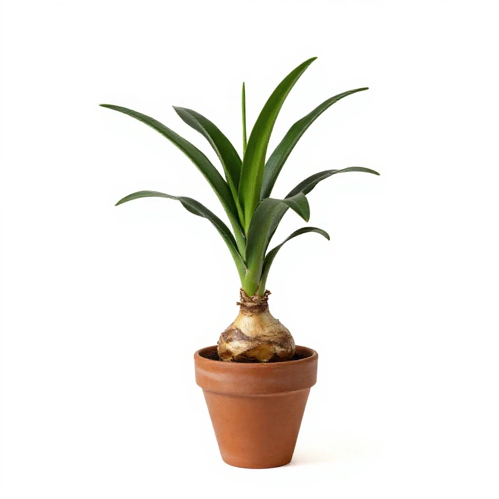 Liliaceous plant isolated on a white background