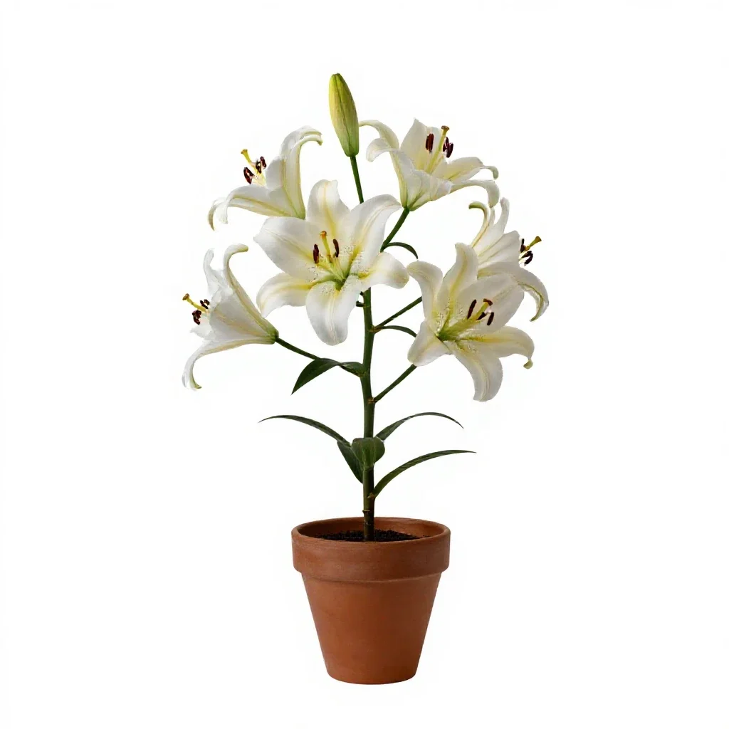 Lily isolated on a white background