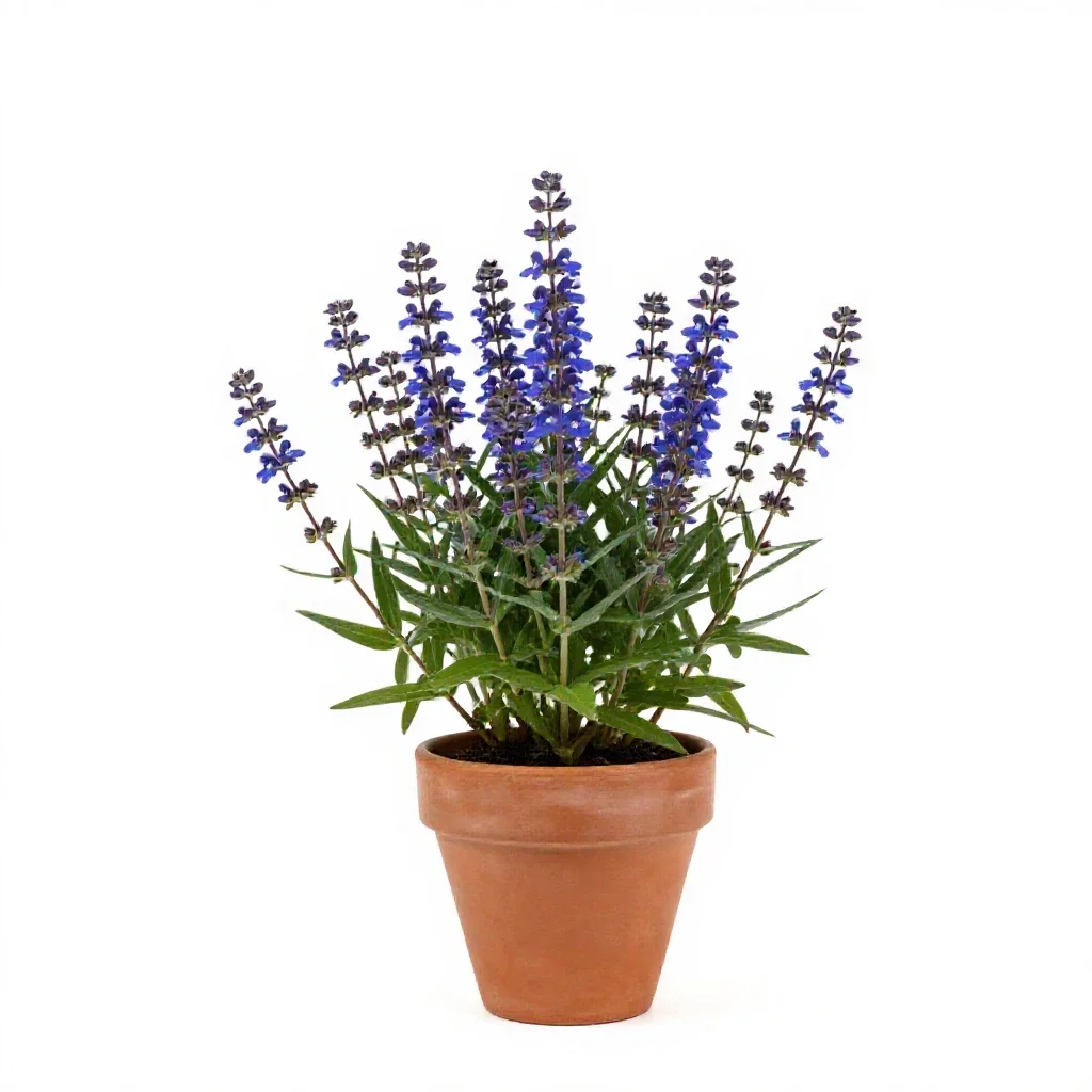 Lobelia isolated on a white background