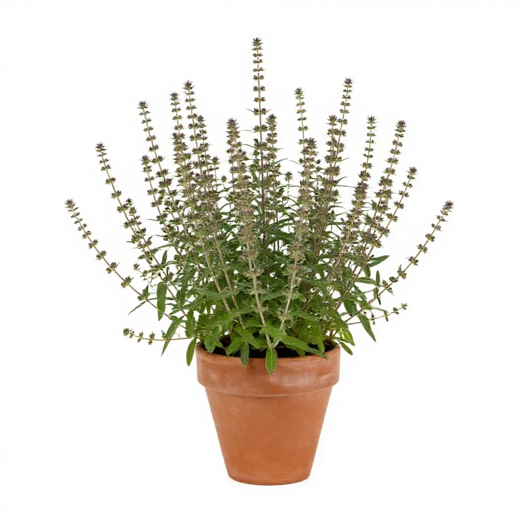 Loosestrife isolated on a white background