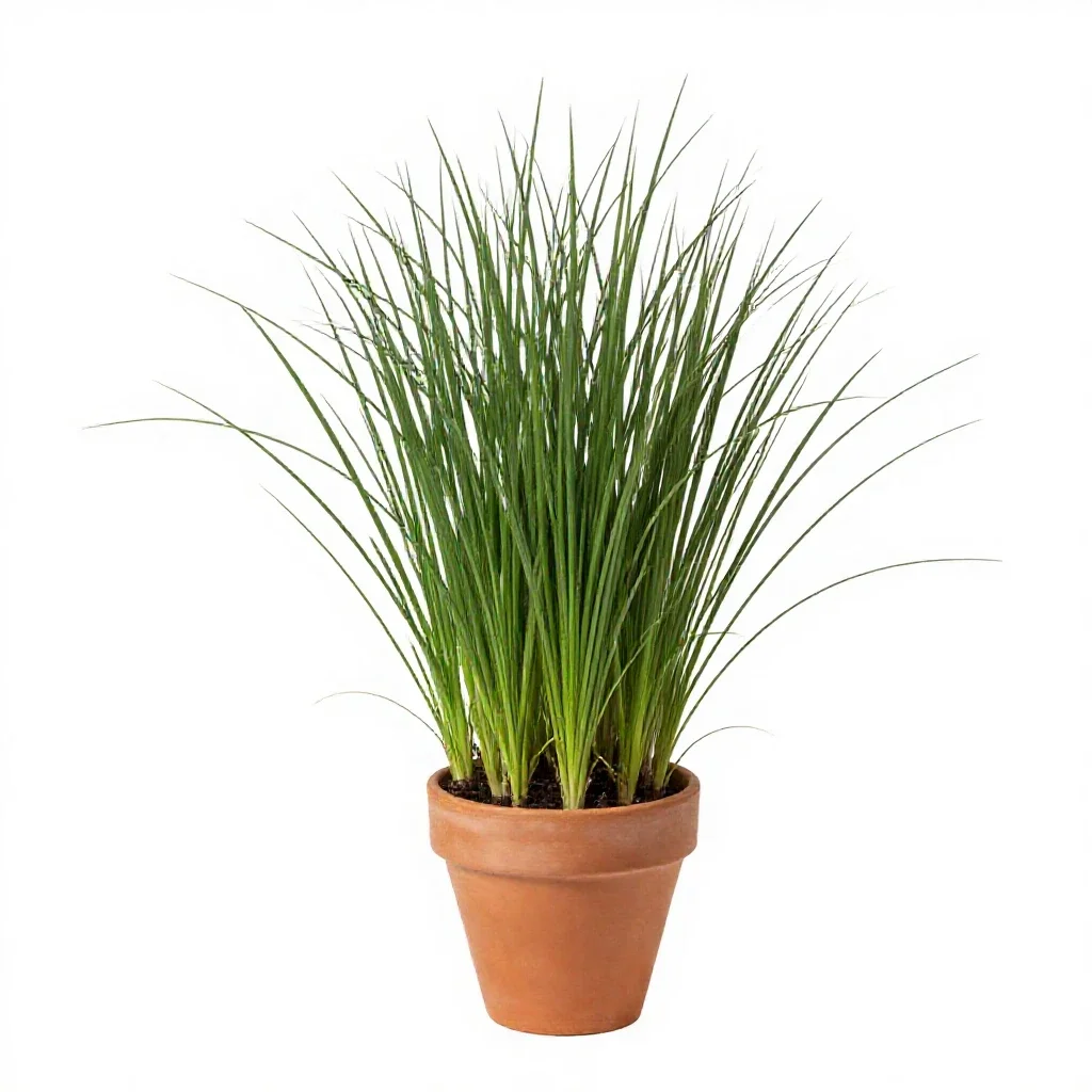 Love grass isolated on a white background