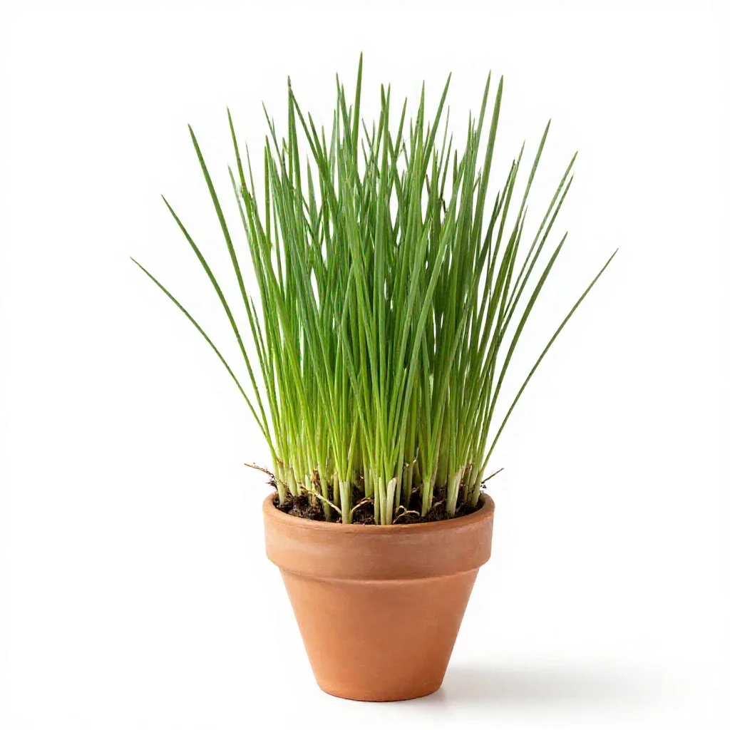 Lyme grass isolated on a white background
