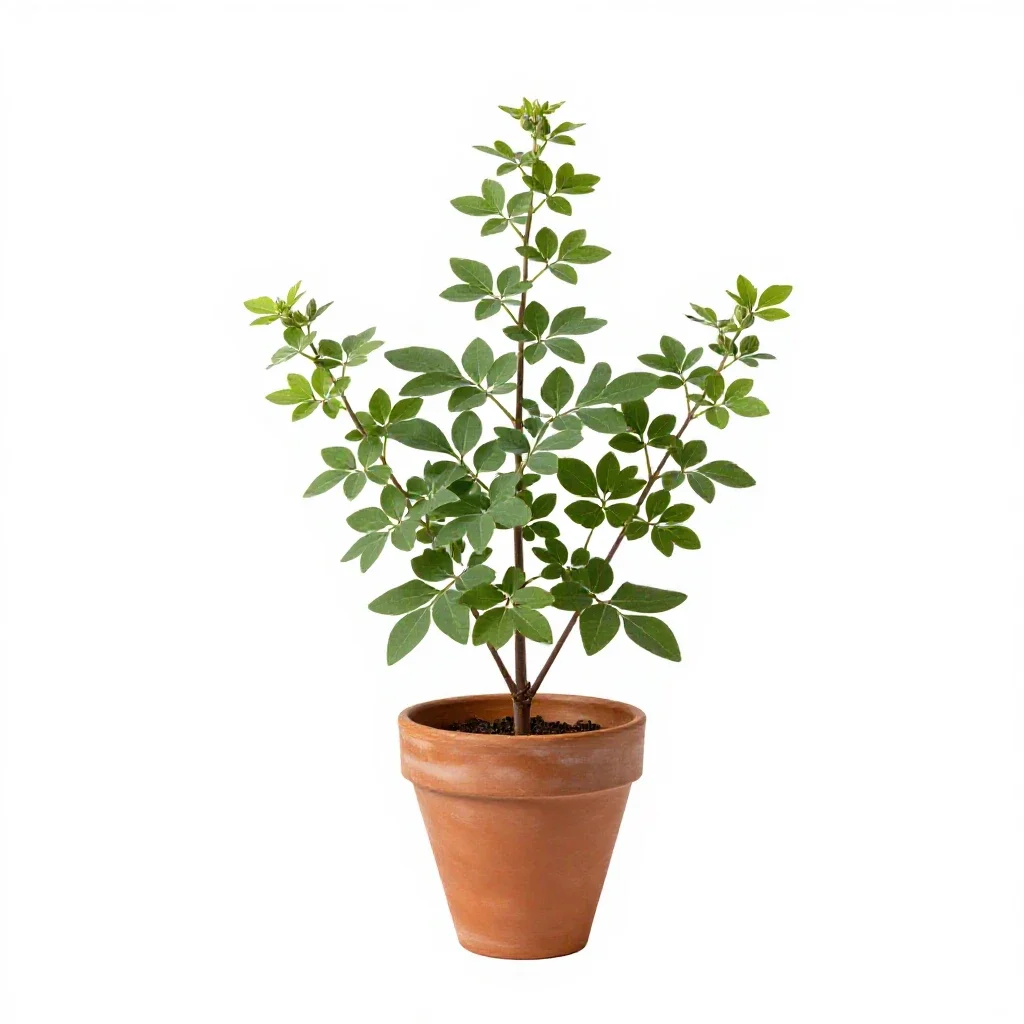 Mallow isolated on a white background