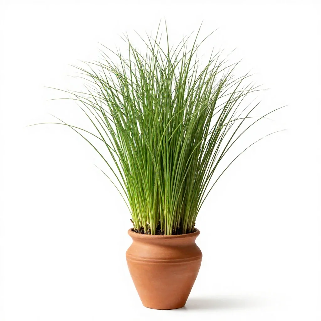 Manna grass isolated on a white background
