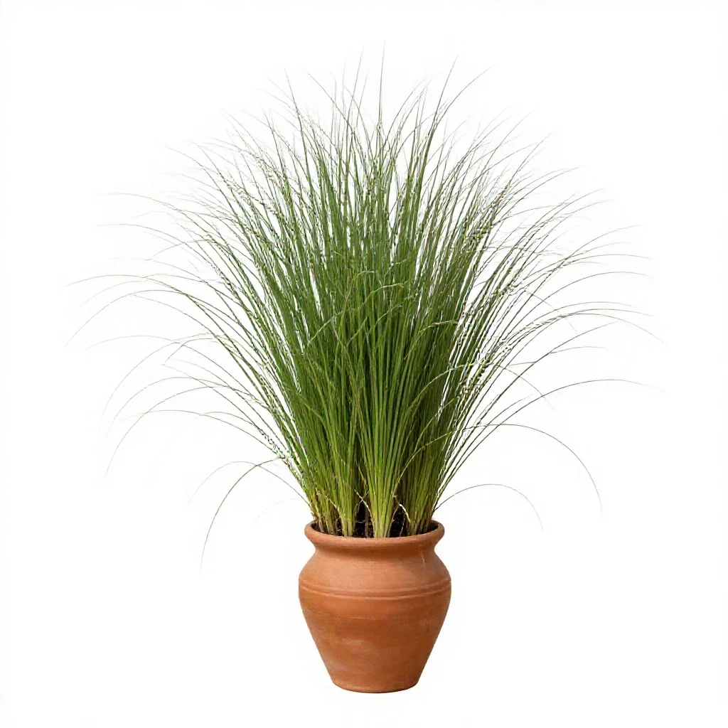 Mascarene grass isolated on a white background