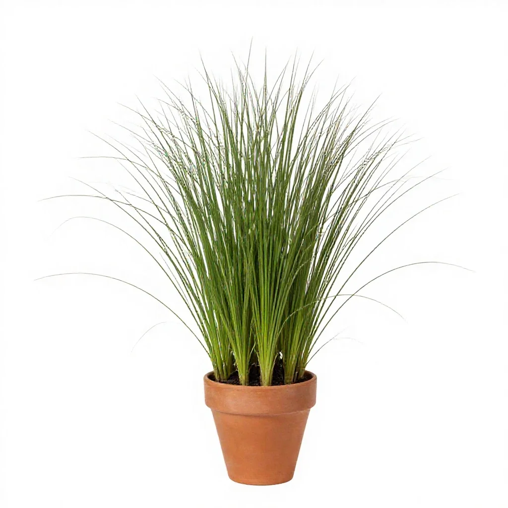 Meadowgrass isolated on a white background