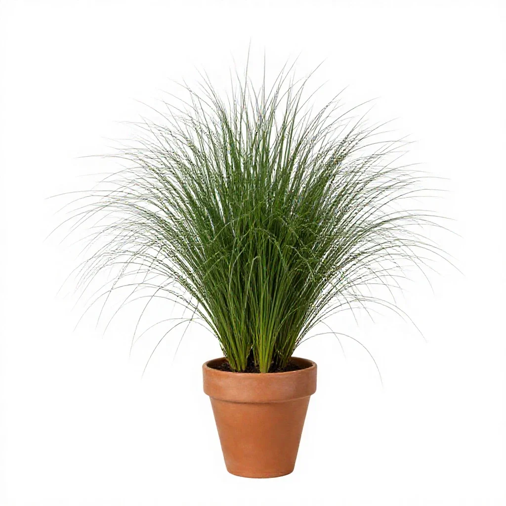 Needle spike rush isolated on a white background