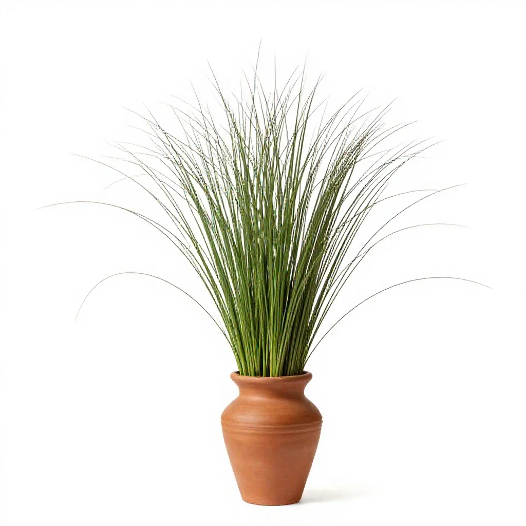 Nimblewill isolated on a white background