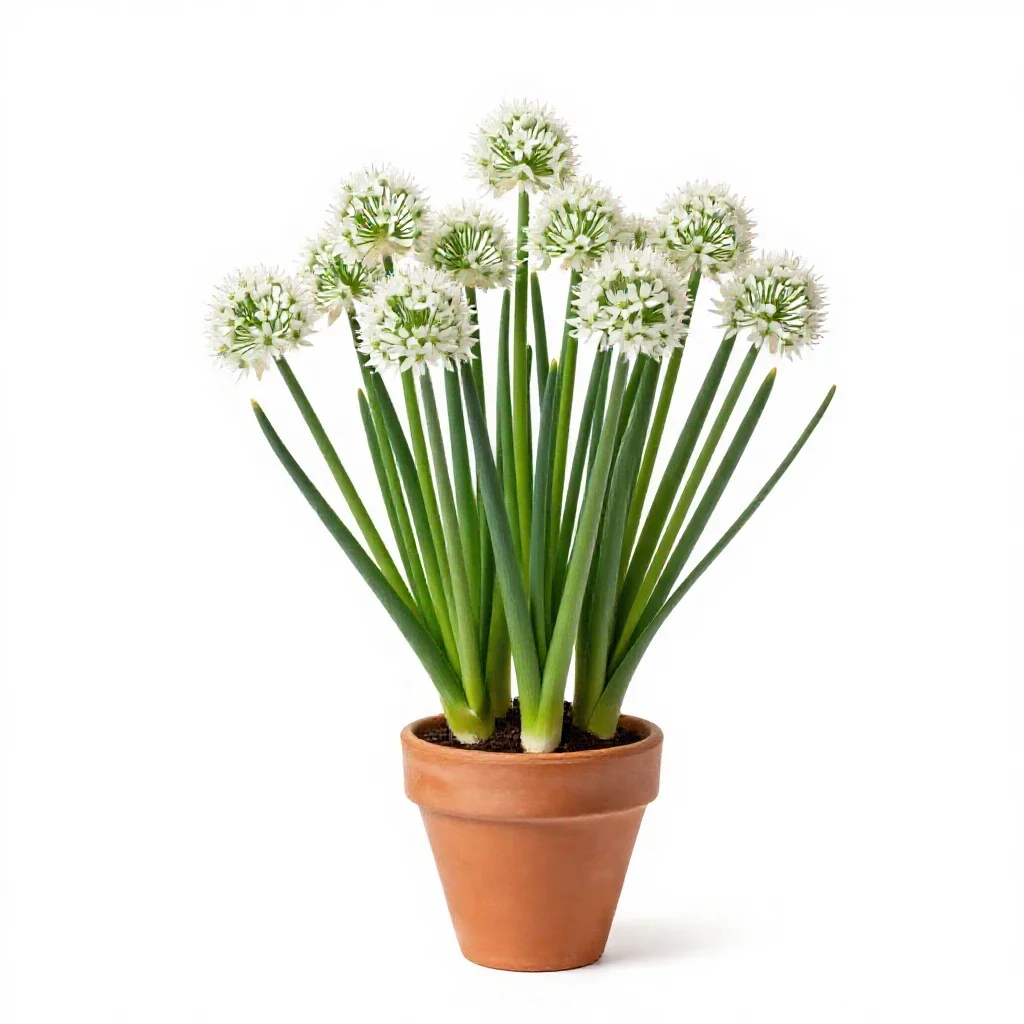 Nodding onion isolated on a white background